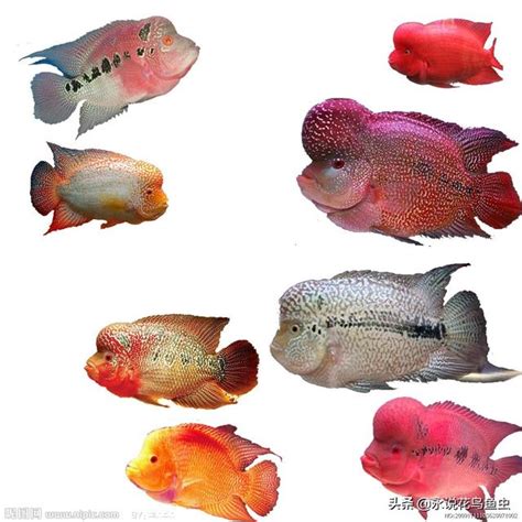 紅羅漢魚|羅漢魚相關資料及常識 